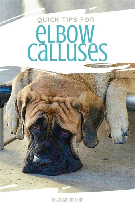 Dog Elbow Callus Are They Inevitable Or Preventable