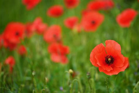 Free Images Nature Grass Field Meadow Countryside Flower Petal