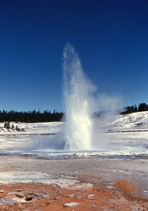 Constant Geyser In Yellowstone Yellowstone National Parks Wyoming