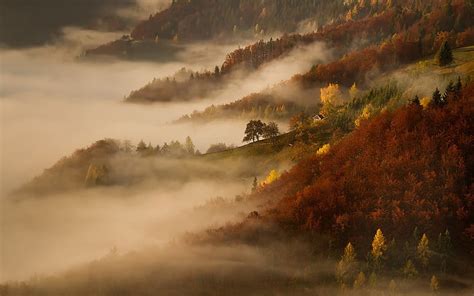 Hd Wallpaper Silhouette Of Trees Covered By Fog High Angle Photo Of