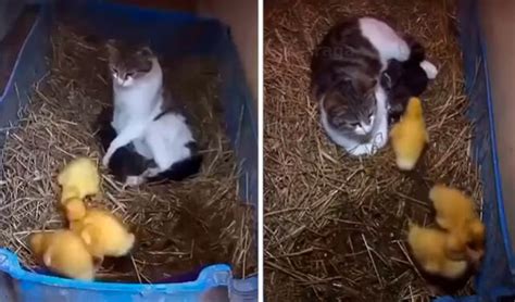 Youtube Viral Gata Cuida A Sus Crías Junto Con Unos Pequeños Patos Que