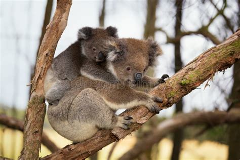 Australia Baby Koala Bear And Mom Sitting On A Tree Stock Image Image