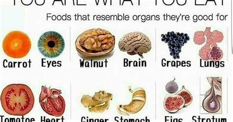 Graafix Foods List Which Is Good For Human Organs
