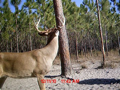 florida deer hunting roberts ranch