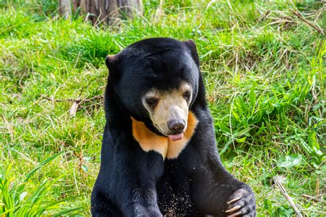 60 Awesome And Interesting Facts And Trivia About The Sun Bear Content Bash