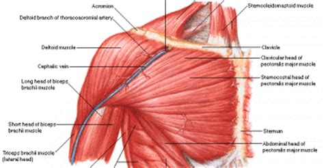 How to build chest muscle fast. Chest Muscles Diagram - Chest Anatomy: What Are The ...