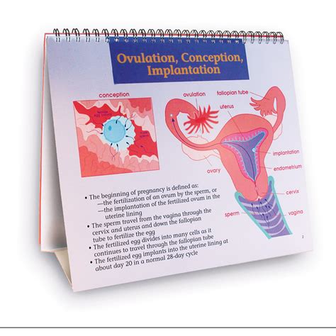 Understanding Birth Control 1018279 W43084 Wrs Group 43325
