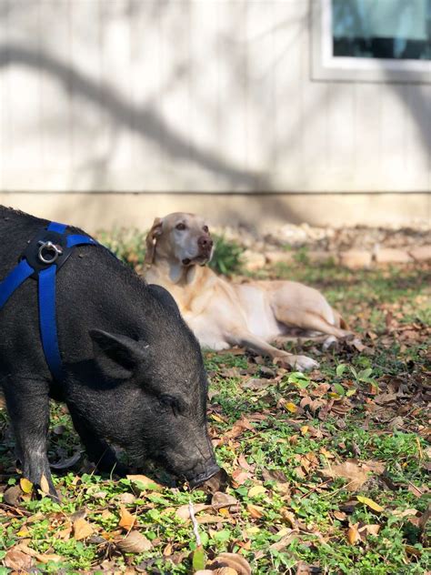 Pig And Dog Friends Meet For A Playdate Every Week The Dodo