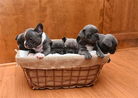 Basket Of Frenchies Bluefrenchbulldog Bluefrenchie Royalkcbullies