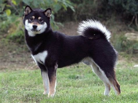 Befindet sich im warenkorb von 2 personen. What are the differences between an Akita Inu and a Shiba ...