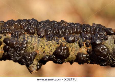 Die symptome werden von dem pilz bestimmt, der die infektion verursacht. schwarzer Pilz (Exidia Plana) auf AST Baum Stockfotografie - Alamy