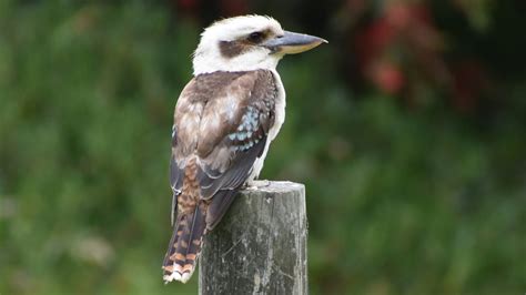 Rock ledge ranch historic site5 min drive. Why Does the Kookaburra Laugh? | HowStuffWorks
