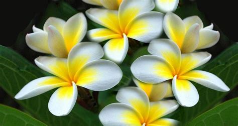 Top 10 Most Beautiful Flowers In The World Wonderslis