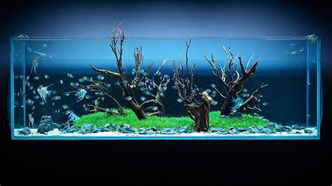 650 Liter Angelfish Aquascape 4k Cinematic Green Aqua Youtube