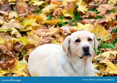 Labrador Retriever Lying At Autumn Leaves Stock Image Image Of Adult