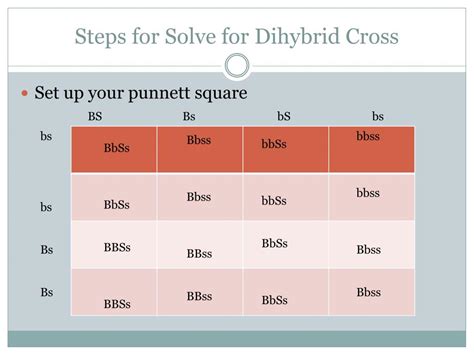 Chapter 10 dihybrid cross worksheet answer key rabbits. Chapter 10: Dihybrid Cross Worksheet - 32 Worksheet Dihybrid Crosses Unit 3 Genetics Answers ...
