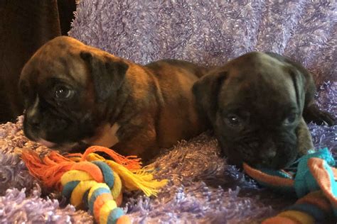 Hopes Kennel Puppies For Sale