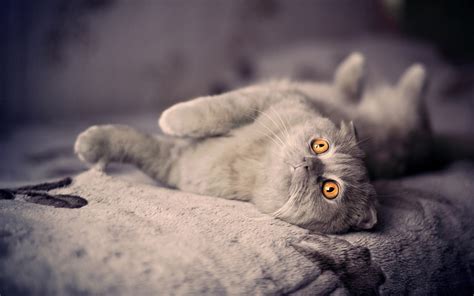 Cute Gray Cat Lie Bed Photo Wallpaper 2560x1600 12439
