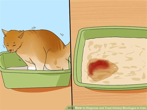 How To Diagnose And Treat Urinary Blockages In Cats 11 Steps