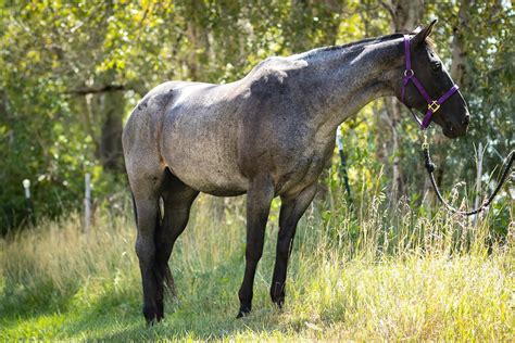 Roan Horse Guide Colors Genetics And Facts