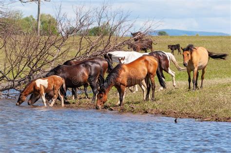 A Herd Of Horses With Foals Drink Water From A Pond On A Hot Summer