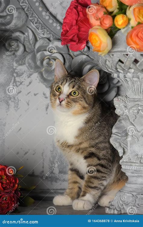 Tabby Cat And Flowers In The Studio On A Gray Stock Photo Image Of
