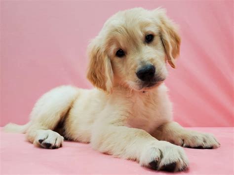Golden retriever puppy for sale near california, menifee, usa. Golden Retriever-DOG-Male-Golden-2622467-Petland Las Vegas, NV
