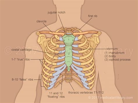 Poor posture, especially in the upper back, may be caused by a rib cage that compresses down onto the pelvic bone. Rib Cage - Medical Art Library