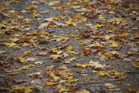 Free Picture Leaves Road Close Up Autumn Leaves