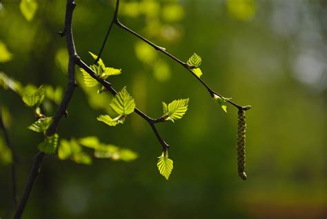 Branch Leaves Bud Blurred Background Wallpapers Hd