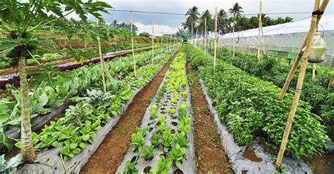 Top 6 Organic Farms And Restaurants In The Philippines