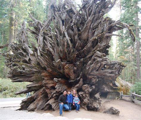 But you have to hurry if you want to see this show with your kids. Yosemite National Park With Kids: Five Fun Family ...