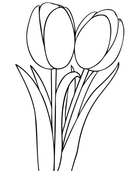 Free Printable Tulip Coloring Sheets