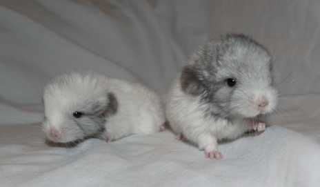 Find the latest listing of chinchilla rodents for sale. Chinchillas for Sale in Southern California : Chinchillas ...