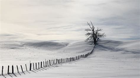 2560x1440 Lonely Tree In Snow Field 1440p Resolution Wallpaper Hd