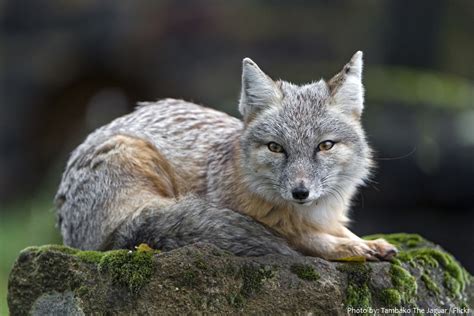 Interesting Facts About Corsac Foxes Just Fun Facts