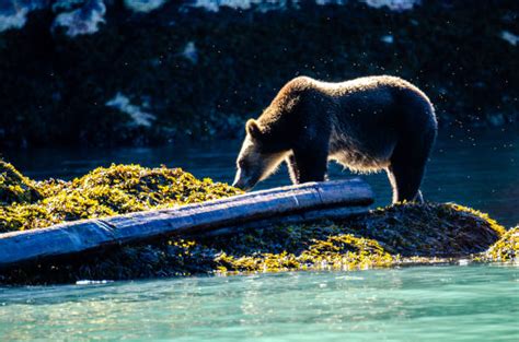 Vancouver Island Bear Stock Photos Pictures And Royalty Free Images Istock