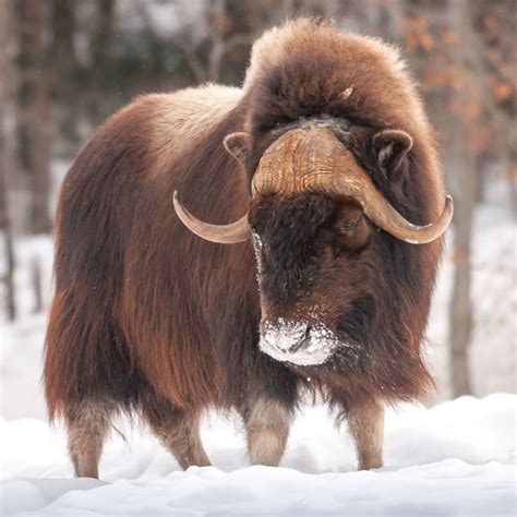 The zodiac sign ox occupies the second position in the chinese zodiac. Musk Ox | Tundra Animals