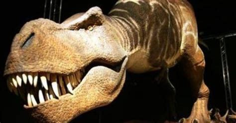 Dinosaurs 75 Million Year Old Dna May Have Been Found And Why Its An Epic Discovery