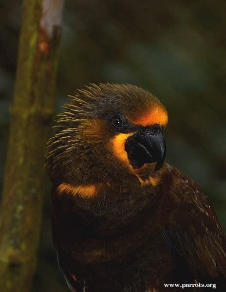 Parrot Encyclopedia Brown Lory World Parrot Trust