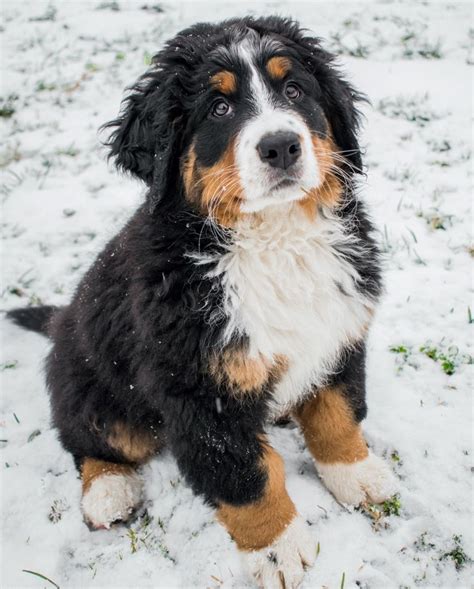 Is The Mini Bernese Mountain Dog Right For You Petchess