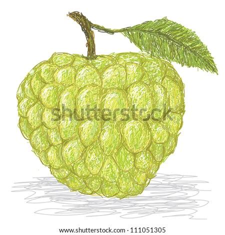 Very wide spreading they are hard to get off the ground even with judicious pruning they grow out rather than up. Closeup Illustration Of Fresh Custard Apple Isolated In ...