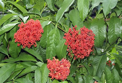 Ixora Casei Rubiaceae Image 36024 At