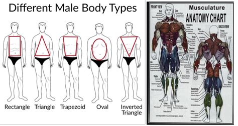 Masculine Anatomy Chart Digital Download Wall Poster Ideal Etsy