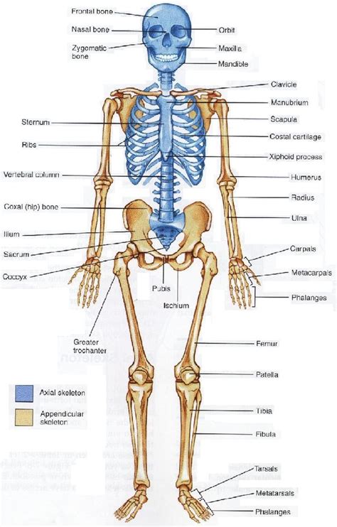 The skeletal system includes all of the bones and joints in the body. Chapter 1 - StudyBlue