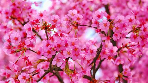Download Cherry Blossom Pink Flowers Nature 1600x900 Wallpaper 169