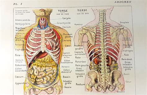 Buik Spijsvertering Organen Maag Anatomie Woordenboek Etsy