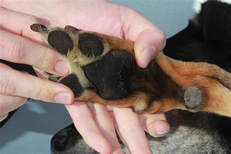 What Are The Symptoms Of Arthritis In Your Dogs Feet