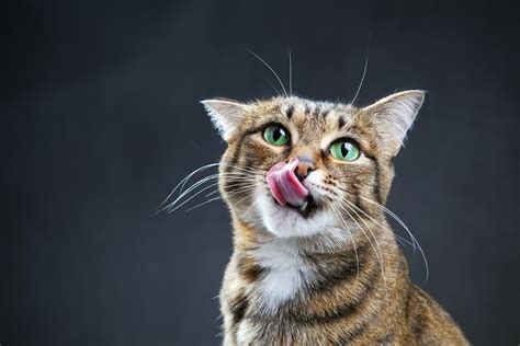 What To Do If Your Cat Is Always Hungry