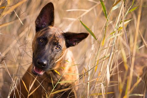 A Guide To Caring For A Dutch Shepherd Dog Breed Expert